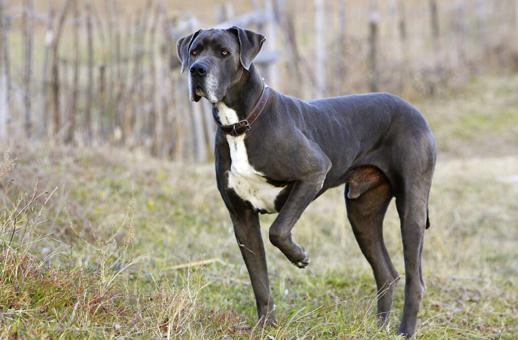Grand Danois Hund: Är det värt att adoptera, viktiga fakta