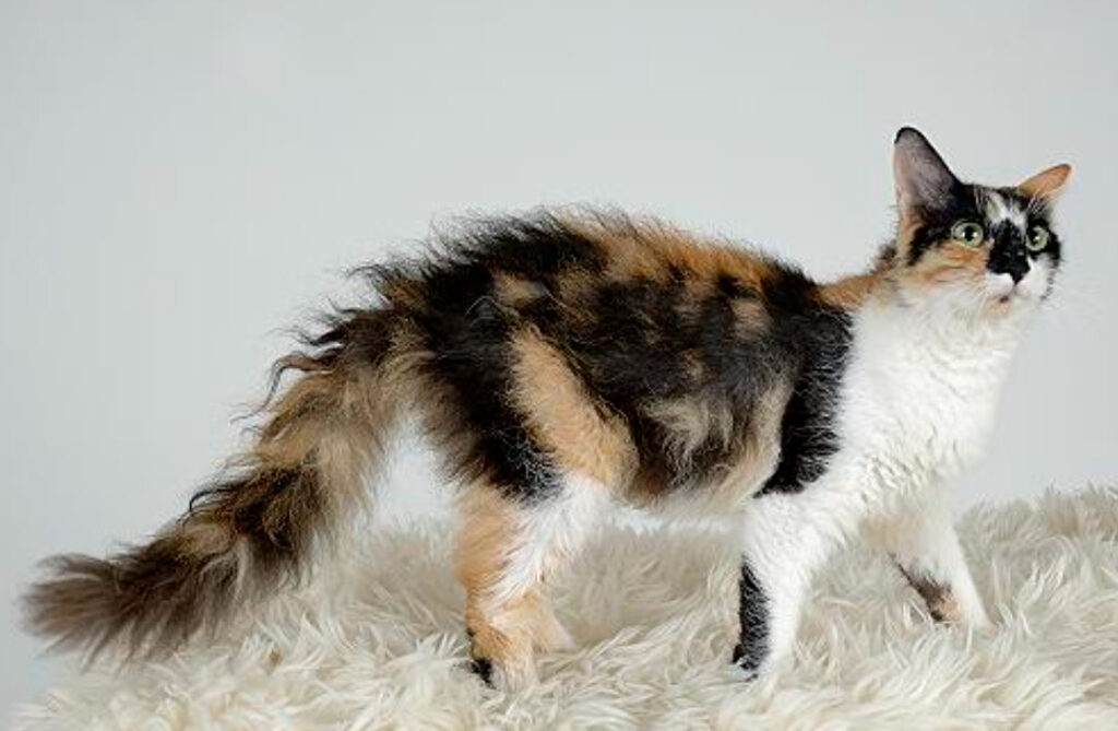 LaPerm katt: Charmiga och intressanta fakta att veta