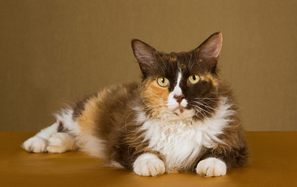 LaPerm katt allergi: Viktiga saker att tänka på först