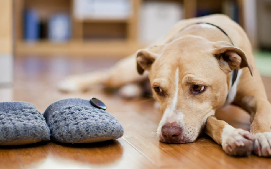 Separasjonsangst hund: Vanligt och ofta missförstått beteendeproblem