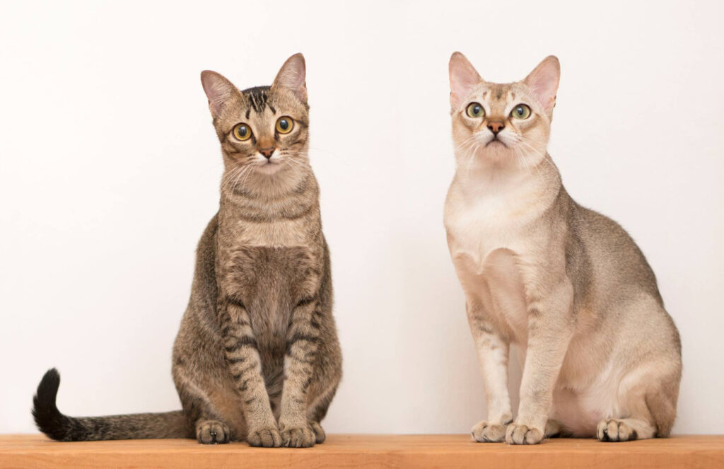 Singapura katt: Från vild till populär ras, intressanta fakta att veta