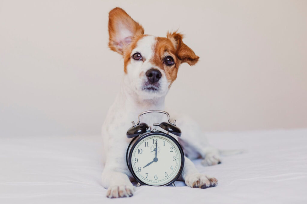 Har hunder tidsbegrep? En debatt i vetenskapliga kretsar och bland hundälskare