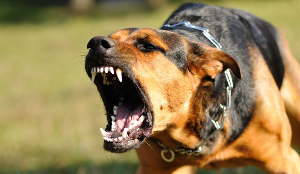 Hund Attackerar Oprovocerat: Verkliga och skrämmande för både hundägare och allmänheten