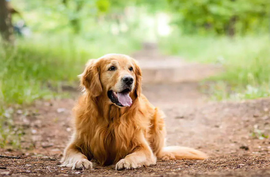 Kemisk kastrering hund aggressiv: Viktigt att förstå de underliggande orsakerna
