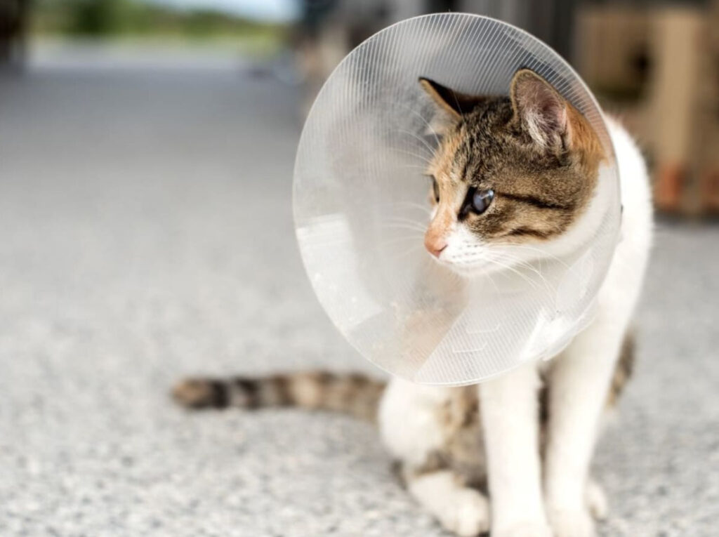 kemisk kastrering katt: Fortsätt inte utan att känna till dessa uppgifter