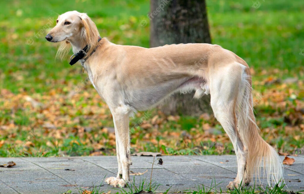 Rysk vinthund: Viktiga fakta och skäl för att adoptera denna tjusiga vinthund